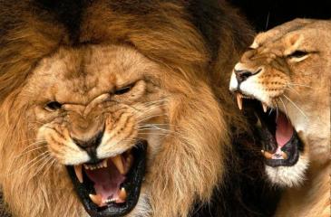 Як повернути чоловіка лева після розлучення Поради психолога Як повернути лева після розставання