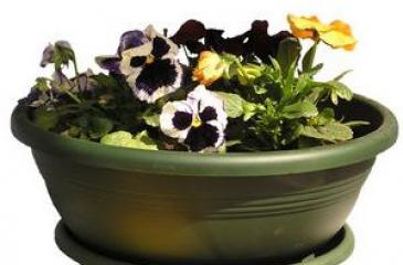 Tips for planting viola seeds for seedlings from a professional grower