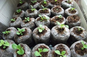Platycodon: tohumlardan büyüyen, açık toprağa ekilen