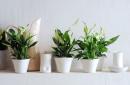 Spathiphyllum: description, cultivation and care at home