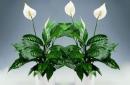 Proper care of the spathiphyllum houseplant and possible difficulties